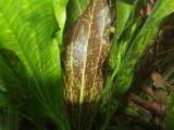 Akváriumi növények - Echinodorus  "Red Flame"